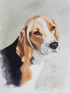 Min beagle Aya