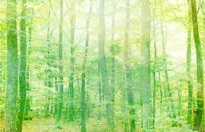 Grön skog