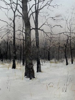 Snow in old forest.jpg